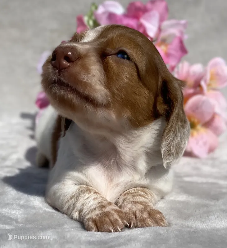 AKC Anna – Miniature Dachshund puppy for sale in Hillsboro, AL