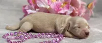 AKC Madeline (pink), a female Miniature Dachshund for sale in Hillsboro, AL – 3 of 6