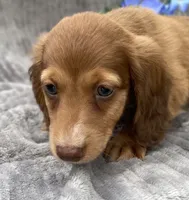 AKC Mitchell, a male Miniature Dachshund for sale in Hillsboro, AL – 2 of 10