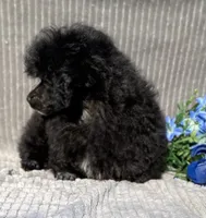 Petey, a male Poodle - Toy  for sale in Hillsboro, AL – 2 of 6