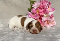 AKC Anna, a female Miniature Dachshund for sale in Hillsboro, AL – 3 of 5