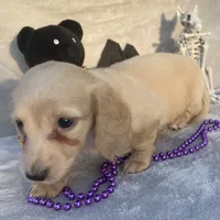 AKC Melody (purple), a female Miniature Dachshund for sale in Hillsboro, AL – 6 of 8