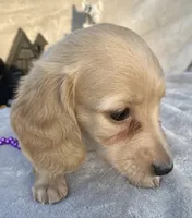AKC Melody (purple), a female Miniature Dachshund for sale in Hillsboro, AL – 2 of 8