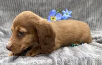 AKC Mitchell, a male Miniature Dachshund for sale in Hillsboro, AL – 8 of 10