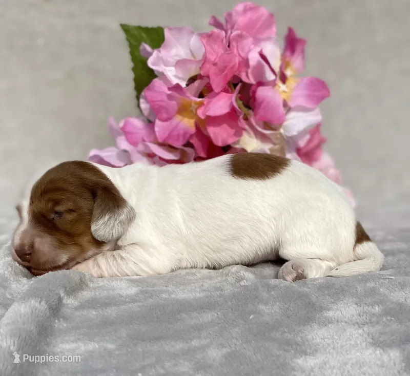 AKC Anna – Miniature Dachshund puppy for sale in Hillsboro, AL
