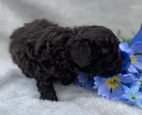 AKC Travis , a male Poodle - Toy  for sale in Hillsboro, AL – 3 of 7