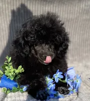 Petey, a male Poodle - Toy  for sale in Hillsboro, AL – 3 of 6