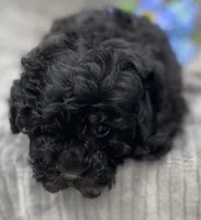 AKC Petey, a male Poodle - Toy  for sale in Hillsboro, AL – 2 of 10