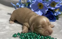 AKC Morris (green), a male Miniature Dachshund for sale in Hillsboro, AL – 7 of 7