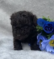 AKC Travis , a male Poodle - Toy  for sale in Hillsboro, AL – 7 of 7