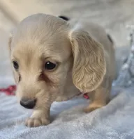 AKC MaryAnne (red), a female Miniature Dachshund for sale in Hillsboro, AL – 3 of 8