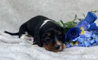 AKC Lawrence, a male Miniature Dachshund for sale in Hillsboro, AL – 2 of 8