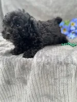 AKC Petey, a male Poodle - Toy  for sale in Hillsboro, AL – 10 of 10