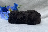 AKC Travis , a male Poodle - Toy  for sale in Hillsboro, AL – 6 of 7