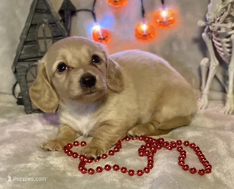 AKC MaryAnne (red) – Miniature Dachshund puppy for sale in Hillsboro, AL