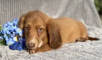 AKC Mitchell, a male Miniature Dachshund for sale in Hillsboro, AL – 3 of 5