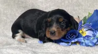AKC Lawrence, a male Miniature Dachshund for sale in Hillsboro, AL – 5 of 8