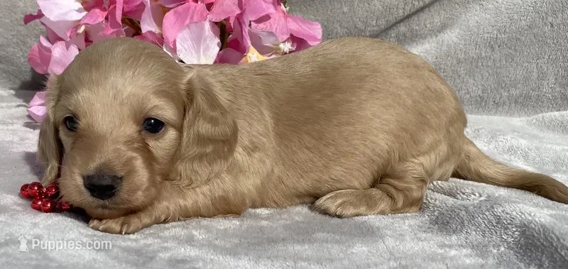 AKC MaryAnne (red) – Miniature Dachshund puppy for sale in Hillsboro, AL