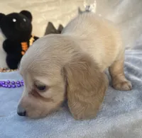 AKC Melody (purple), a female Miniature Dachshund for sale in Hillsboro, AL – 3 of 8