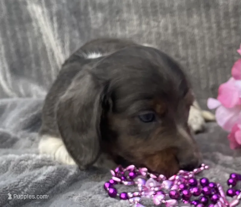 Izzy – Miniature Dachshund puppy for sale in Hillsboro, AL