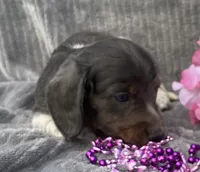 Izzy, a female Miniature Dachshund for sale in Hillsboro, AL – 1 of 8