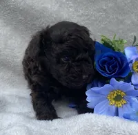 AKC Travis , a male Poodle - Toy  for sale in Hillsboro, AL – 5 of 7