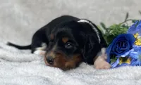 AKC Lawrence, a male Miniature Dachshund for sale in Hillsboro, AL – 1 of 8