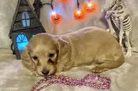 AKC Madeline (pink), a female Miniature Dachshund for sale in Hillsboro, AL – 5 of 7