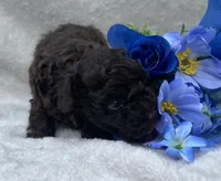 AKC Travis , a male Poodle - Toy  for sale in Hillsboro, AL – 2 of 7