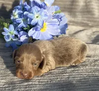 AKC Isaac, a male Miniature Dachshund for sale in Hillsboro, AL – Photo 2 of 8
