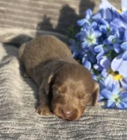 AKC Isaac, a male Miniature Dachshund for sale in Hillsboro, AL – Photo 7 of 8