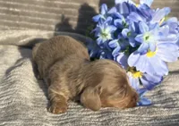 AKC Isaac, a male Miniature Dachshund for sale in Hillsboro, AL – Photo 5 of 8