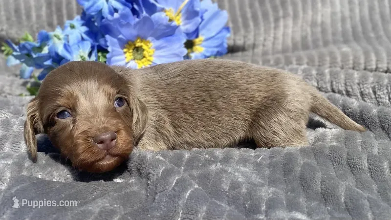 AKC Isaac – Miniature Dachshund puppy for sale in Hillsboro, AL