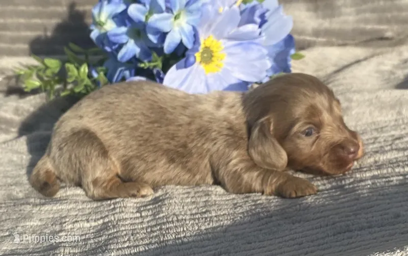 AKC Isaac – Miniature Dachshund puppy for sale in Hillsboro, AL
