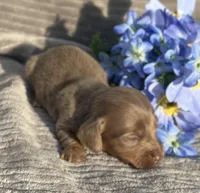 AKC Isaac, a male Miniature Dachshund for sale in Hillsboro, AL – Photo 8 of 8