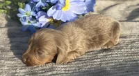 AKC Isaac, a male Miniature Dachshund for sale in Hillsboro, AL – Photo 6 of 8