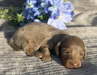 AKC Isaac, a male Miniature Dachshund for sale in Hillsboro, AL – Photo 3 of 8
