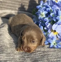 AKC Isaac, a male Miniature Dachshund for sale in Hillsboro, AL – Photo 4 of 8