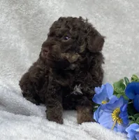 AKC Trevor, a male Poodle - Toy  for sale in Hillsboro, AL – 6 of 8