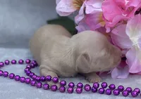 AKC Melody (purple), a female Miniature Dachshund for sale in Hillsboro, AL – 6 of 6