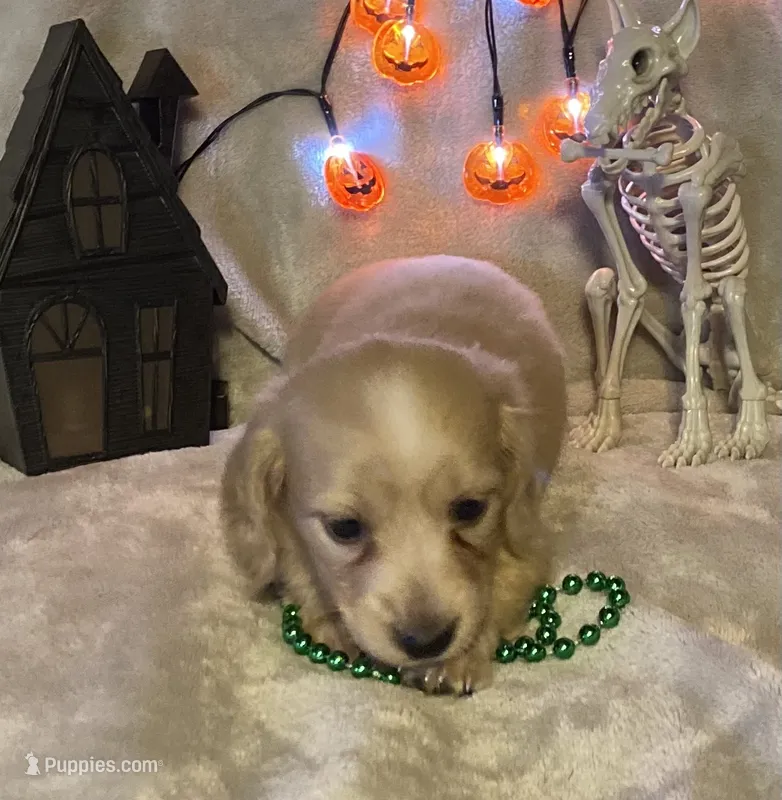AKC Morris (green) – Miniature Dachshund puppy for sale in Hillsboro, AL