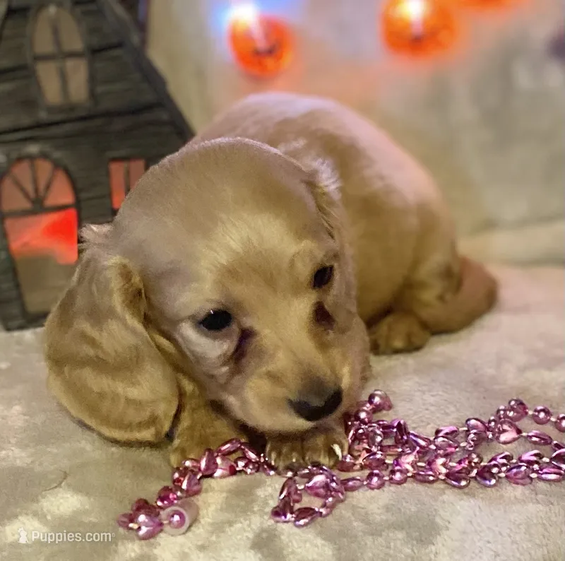 AKC Madeline (pink) – Miniature Dachshund puppy for sale in Hillsboro, AL