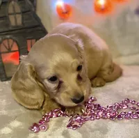 AKC Madeline (pink), a female Miniature Dachshund for sale in Hillsboro, AL – 1 of 7
