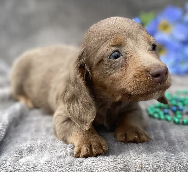 AKC Isaac – Miniature Dachshund puppy for sale in Hillsboro, AL