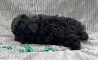 AKC Petey, a male Poodle - Toy  for sale in Hillsboro, AL – 6 of 10