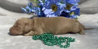 AKC Morris (green), a male Miniature Dachshund for sale in Hillsboro, AL – 2 of 7