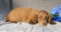 AKC Mitchell, a male Miniature Dachshund for sale in Hillsboro, AL – 5 of 5