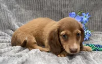 AKC Mitchell, a male Miniature Dachshund for sale in Hillsboro, AL – 4 of 10