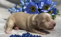AKC Milton (blue), a male Miniature Dachshund for sale in Hillsboro, AL – 7 of 7