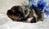 AKC Allen, a male Miniature Dachshund for sale in Hillsboro, AL – 3 of 6
